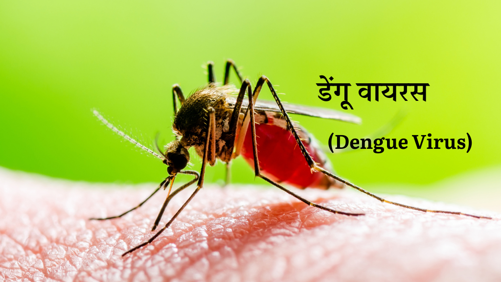 डेंगू वायरस क्या है? डेंगू से बचाव के प्रभावी उपाय और जानें सावधानियाँ| (Dengue Virus Kya Hai?)